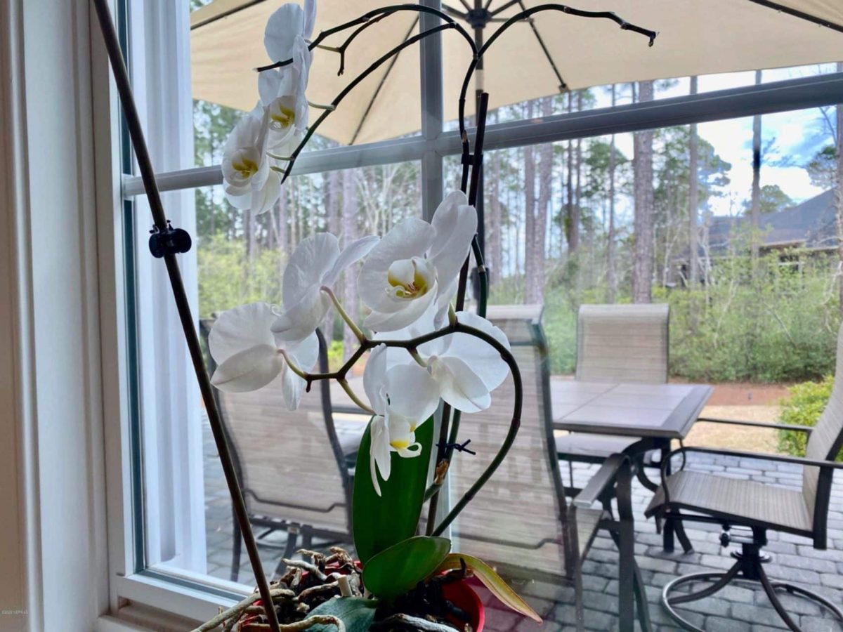 Spacious 1.5 Story house Plan with Blueprint and CAD Designs